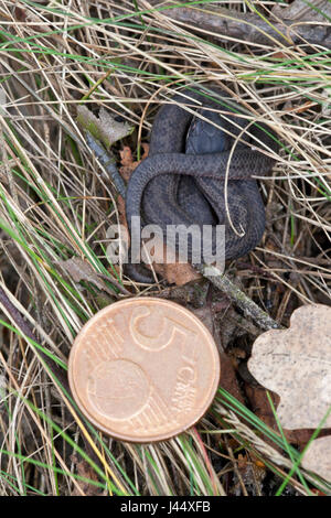 Foto di un elefante capretti serpente liscia con un 5 centesimi di euro moneta come comparrison per la sua dimensione Foto Stock