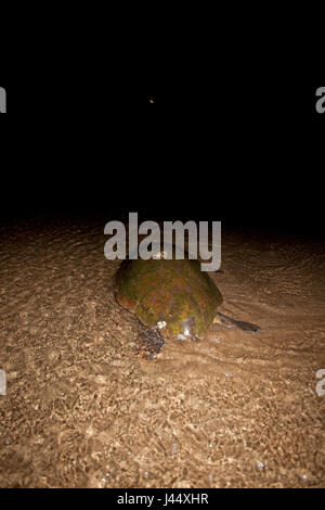 Foto di una femmina di tartaruga Testuggine sul suo ritorno al mare dopo deposizione delle uova su una spiaggia di nidificazione in Sud Africa Foto Stock