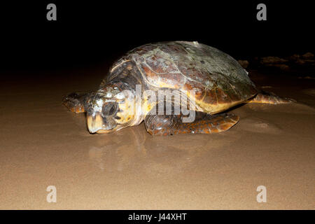 Foto di una femmina di tartaruga Testuggine sul suo ritorno al mare dopo deposizione delle uova su una spiaggia di nidificazione in Sud Africa Foto Stock