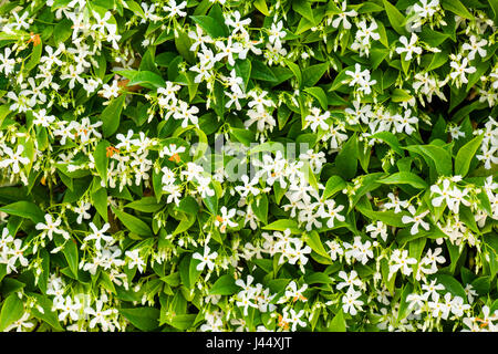 Parete ricoperta con il bianco fiori di gelsomino e foglie verdi Foto Stock