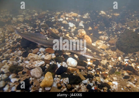 Fiume lamprede su un sito di deposizione delle uova nei Paesi Bassi, i maschi fare nestholes tra le rocce erano le femmine possono deporre le uova. Foto Stock