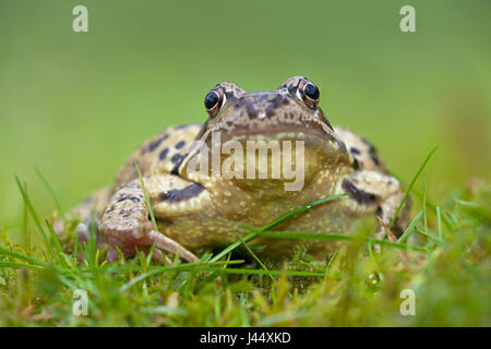 Foto di una rana comune in erba verde con una verde sfocata in primo piano e sullo sfondo Foto Stock