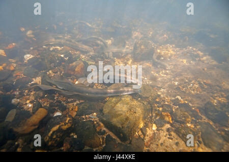 Fiume lamprede su un sito di deposizione delle uova nei Paesi Bassi, i maschi fare nestholes tra le rocce erano le femmine possono deporre le uova. Foto Stock