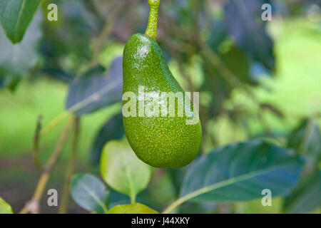 Avocado fresco su un albero sulla Big Island delle Hawaii Foto stock - Alamy