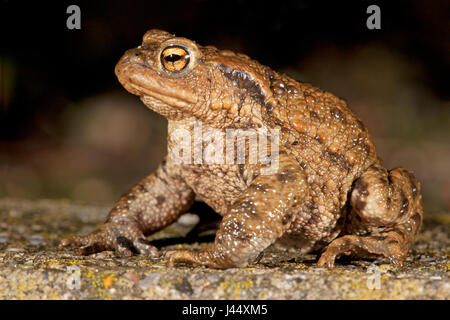 Il rospo comune maschio, seduto sulla strada durante la migrazione toad di notte Foto Stock