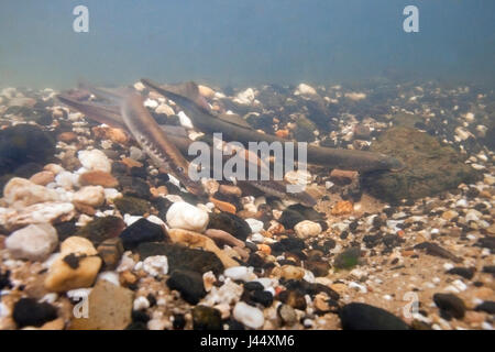 Fiume lamprede su un sito di deposizione delle uova nei Paesi Bassi, i maschi fare nestholes tra le rocce erano le femmine possono deporre le uova. Foto Stock