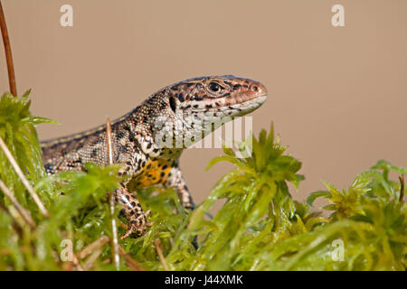 Portret van een mannetjes levendbarende hagedis in het vroege voorjaar op een venoever op veenmos; Ritratto di un maschio di lucertola comune a inizio primavera su sphagnum circa in prossimità di acqua; Foto Stock