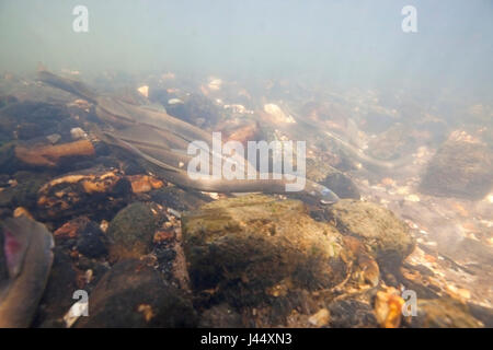 Fiume lamprede su un sito di deposizione delle uova nei Paesi Bassi, i maschi fare nestholes tra le rocce erano le femmine possono deporre le uova. Foto Stock