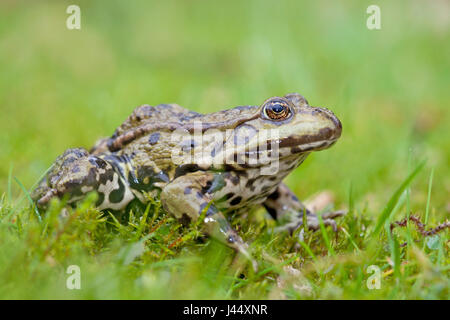 Foto di una rana di palude in erba verde contro uno sfondo verde Foto Stock