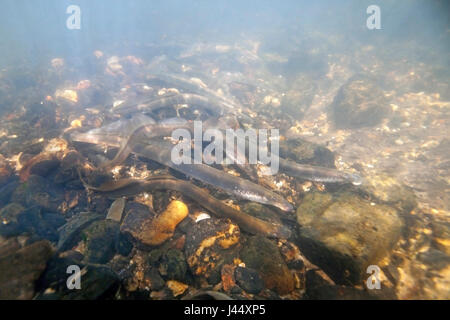 Fiume lamprede su un sito di deposizione delle uova nei Paesi Bassi, i maschi fare nestholes tra le rocce erano le femmine possono deporre le uova. Foto Stock