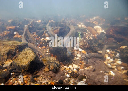 Fiume lamprede su un sito di deposizione delle uova nei Paesi Bassi, i maschi fare nestholes tra le rocce erano le femmine possono deporre le uova. Foto Stock