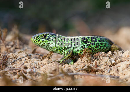 Foto di un maschio verde lucertola di sabbia sulla sabbia Foto Stock