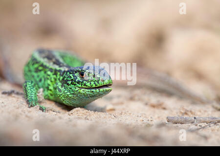 Foto di un maschio verde lucertola di sabbia sulla sabbia Foto Stock