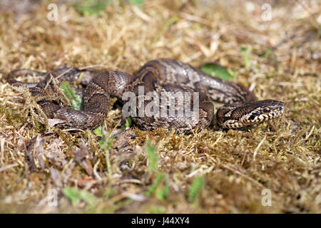 Foto van een Russische rattenslang, rondom vliegveld Eelde heeft zich een populatie in het wild gevestigd. De dieren worden tot meer dan twee meter groot, de herkomst è onbekend. Ze worden gehouden als knaagdieren bestrijding in kassen maar ook veel porta terrariumliefhebbers; foto di un russo biacco su un sito sono state è introdotto; Foto Stock