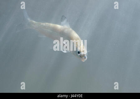 Foto di houting dal lago IJsselmeer nei Paesi Bassi Foto Stock