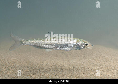 Foto di houting dal lago IJsselmeer nei Paesi Bassi Foto Stock