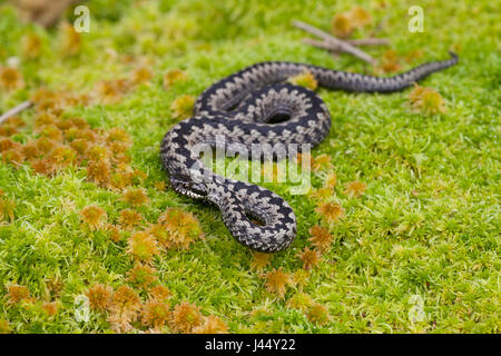 Foto di un maschio di vipera comune Foto Stock