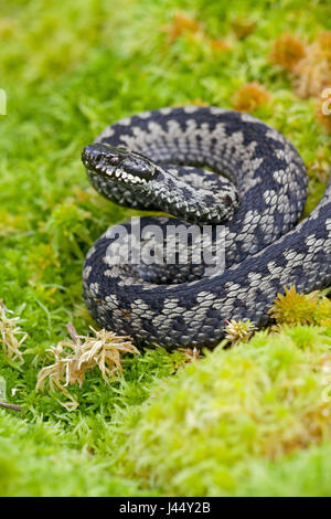 Foto di un maschio di vipera comune Foto Stock