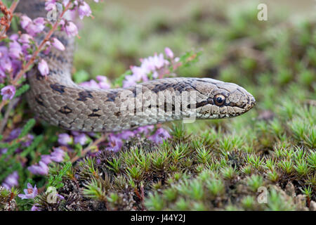 Ritratto di un serpente liscio tra heather Foto Stock