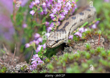 Ritratto di un serpente liscio tra heather Foto Stock