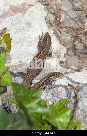 Foto verticale di due lucertole della parete Foto Stock