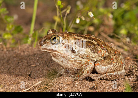 Foto di un comune spadefoot su terreni agricoli che è appositamente gestito per la specie che ha bisogno di un terreno allentato per scavare in. Foto Stock