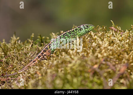 Foto di un maschio verde lucertola di sabbia Foto Stock