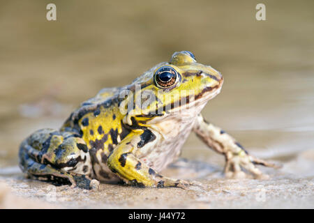 Foto di una rana verde sulla riva Foto Stock