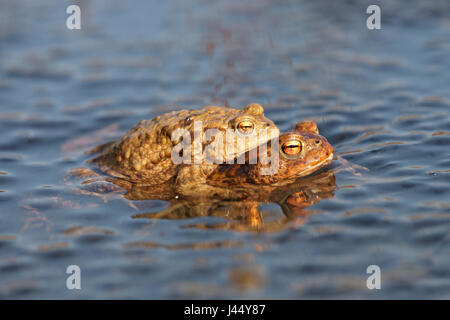 Foto di una coppia di rospi comuni tra frog spawn Foto Stock