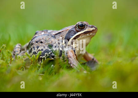 Foto di una rana di Moro in erba verde con una verde sfocata in primo piano e sullo sfondo Foto Stock