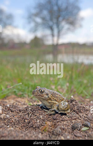 Foto di un comune spadefoot toad nel suo habitat Foto Stock