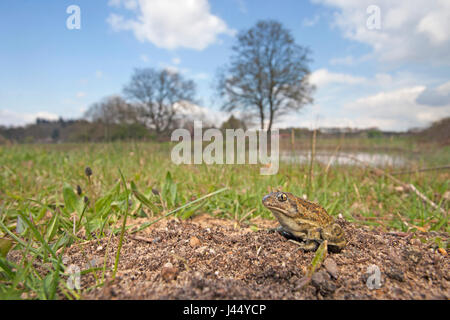 Foto di un comune spadefoot toad nel suo habitat Foto Stock