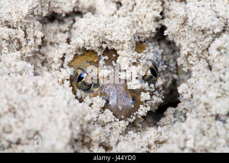 Foto van een zich in gravende knoflookpad; foto di un comune spadefoot lo scavo stesso nella sabbia; Foto Stock