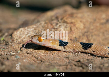 Ritratto di un tigersnake Foto Stock