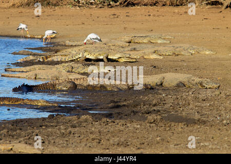 Fotografia di un gruppo basking coccodrilli del Nilo Foto Stock