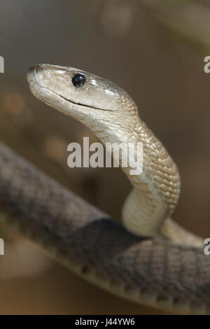 Foto di un black mamba, uno dei più letali serpenti nel mondo Foto Stock