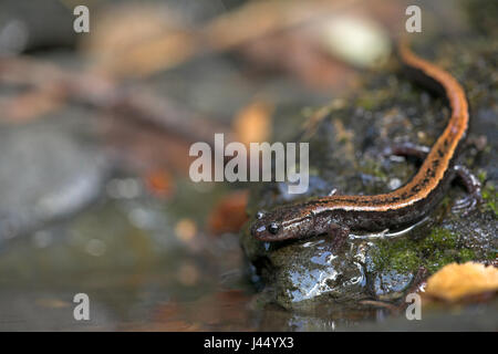 Immagine di un oro-salamandra a strisce su una roccia in un torrente di montagna Foto Stock