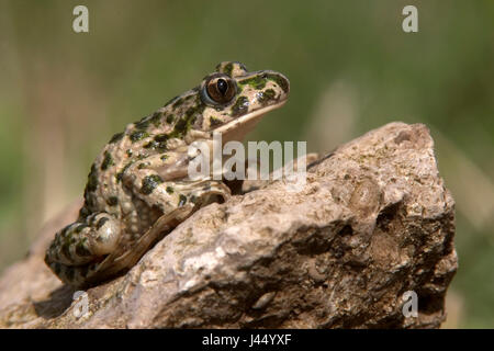 Immagine di una rana prezzemolo seduto su una roccia Foto Stock