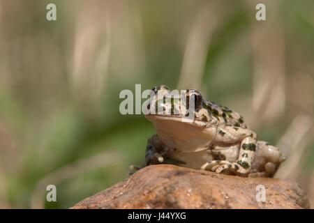 Immagine di una rana prezzemolo seduto su una roccia Foto Stock