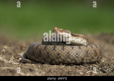 Immagine di un elefante viper aps Foto Stock