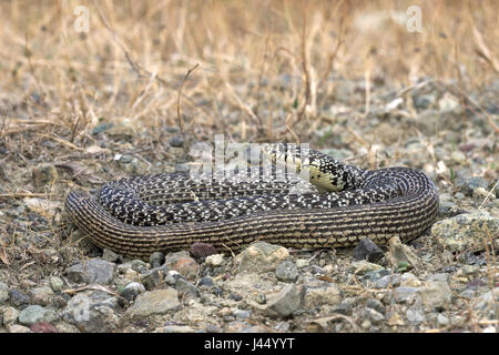 Foto di una frusta balcanica snake Foto Stock