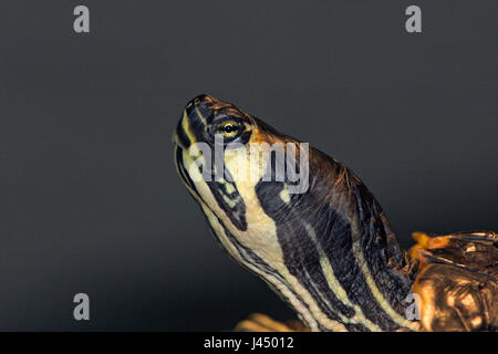 Ritratto di un cursore di Cumberland turtle Foto Stock