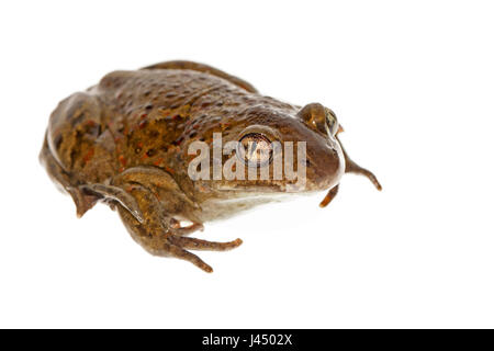 Foto di un comune (spadefoot Pelobates fuscus) contro uno sfondo bianco Foto Stock