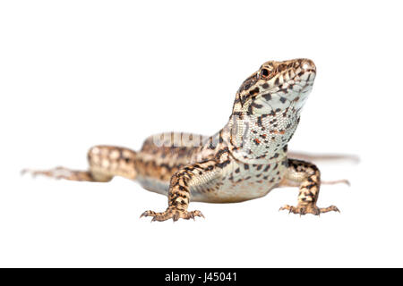 Foto di rendering di un comune lucertola muraiola (Podarcis muralis) Foto Stock