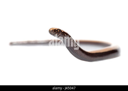 Foto di rendering di un lento worm (Anguis fragilis) Foto Stock