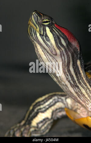 Ritratto di un rosso-eared Slider Foto Stock