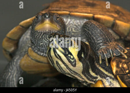 Foto di un cursore di Cumberland tartaruga e una falsa mappa turtle in un centro tartarughe, ogni anno centinaia di tartarughe e terrapins sono oggetto di pratiche di dumping in natura da petowners che non desidera prendersi cura dei loro animali più Foto Stock