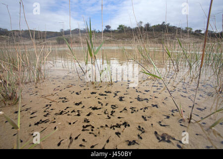 Foto di rospo natterjack larve Foto Stock