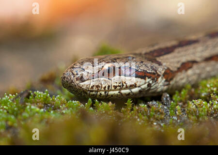 Ritratto di un serpente liscia Foto Stock