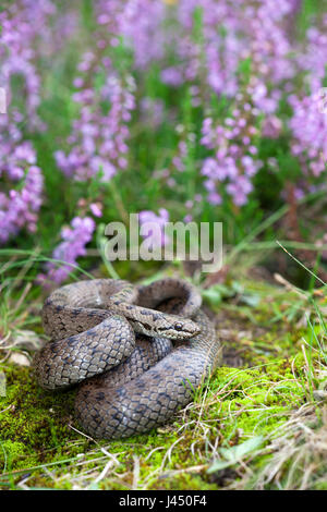Foto di un serpente liscio tra fioriti heather Foto Stock